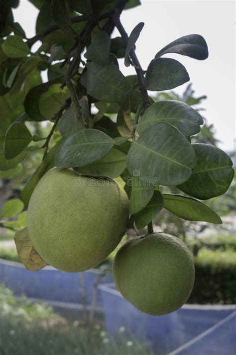 Pomelo Fruit On Tree Citrus Maxima Stock Image Image Of Leaf Color