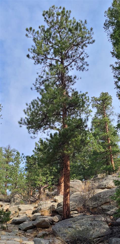 Ponderosa Pine Seedlings Trees For Sale Dry Rock Trees Nursery