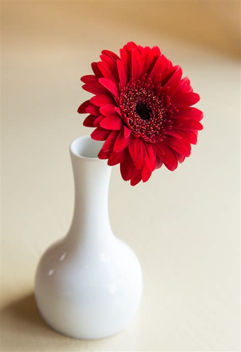 Find the perfect flower still life stock photos and editorial news pictures from getty images. Free Images : white, flower, petal, home, bouquet, vase ...