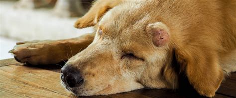 What You Need To Know About Dog Cancer Symptoms And Treatment Rau