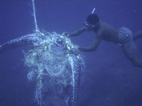 Protecting Turtles From The Threat Of Bycatch
