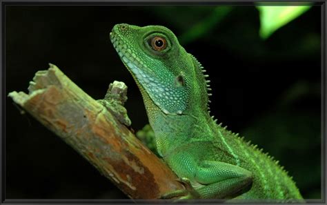 8 Best Lizard Pets If You Are The Scaly Type