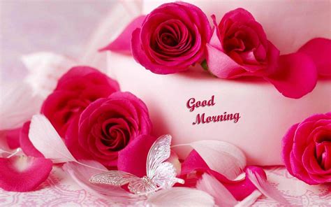 Download Good Morning Hd Bright Pink Roses Wallpaper