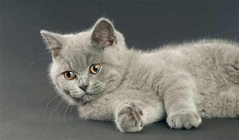 Exotic short hair kittens, we also have adults exotic short hair cats available occasionally. British Shorthair Cat Breed Information
