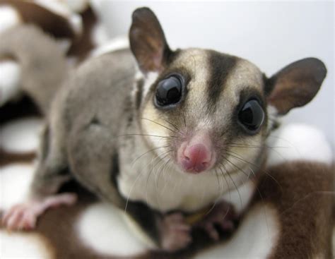 Petauro do açúcar, você já ouviu falar? Pin de Vickie Bennett em Sugar Gliders | Animais exóticos ...