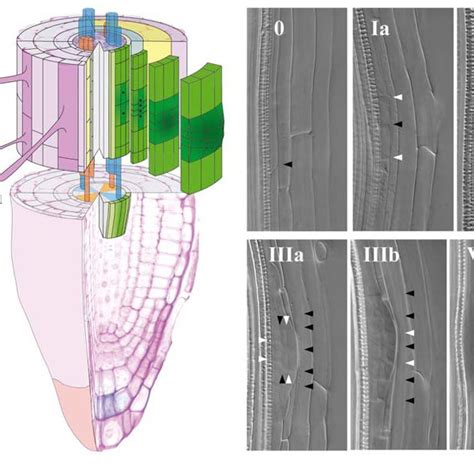Lateral Root Initiation In Arabidopsis Thaliana Left Schematic