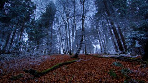 Ice Forest Wallpapers Top Free Ice Forest Backgrounds Wallpaperaccess