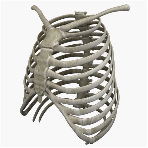 Rib Cage 3d C4d