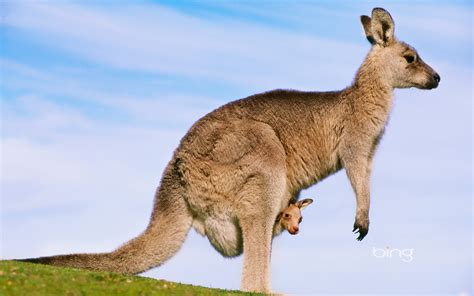 Best Of Bing Australia Australian Landmarks And Animals Wallpaper