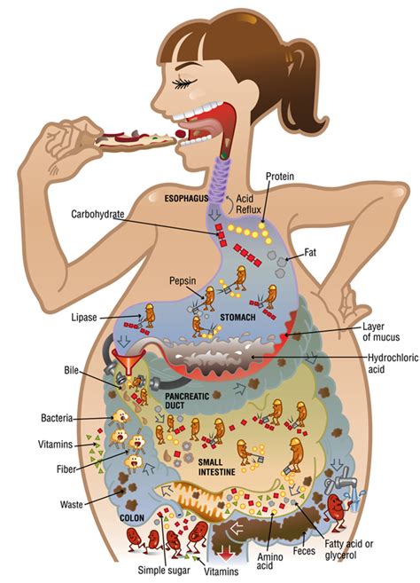 Food Digestion Process In Human Body