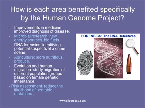While the planning stage started into 1984, the hgp didn't officially launch until 1990. The Human Genome Project - Presentation Genetics