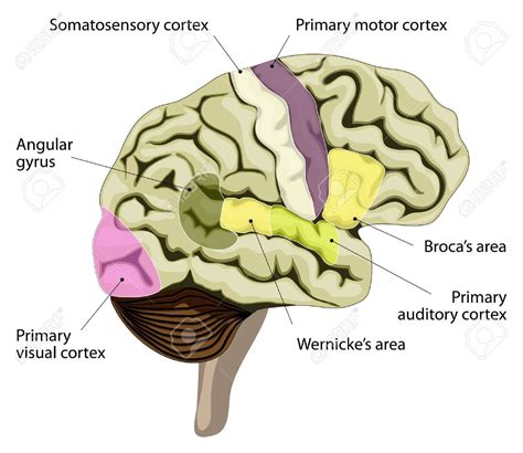 The Human Brain Language Processing Areas In The Brain Brocaa€s Area