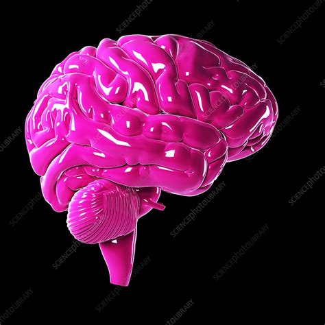Human Brain Artwork Stock Image F0096619 Science Photo Library