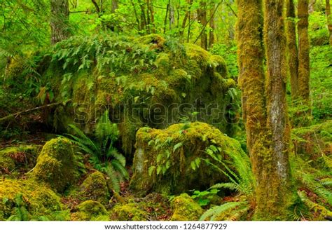 Picture Exterior Pacific Northwest Rainforest Stock Photo 1264877929