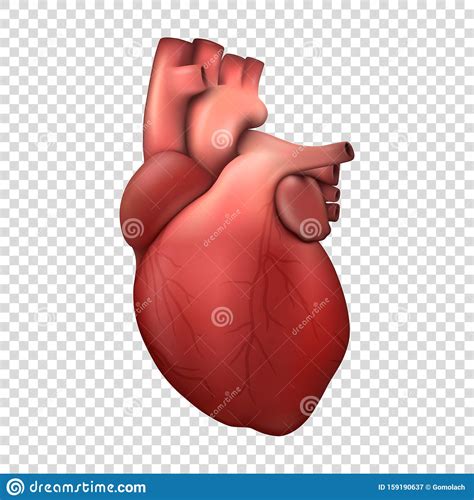 Vector 3d Realistic Health Heart Model Icon Closeup Isolated On