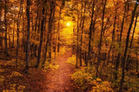Forest Path Rays Of The Sun Autumn Nice Wallpapers 2048x1367