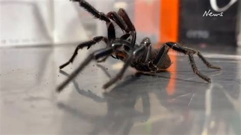 Giant Funnel Web Handed Into Australian Reptile Park Daily Telegraph