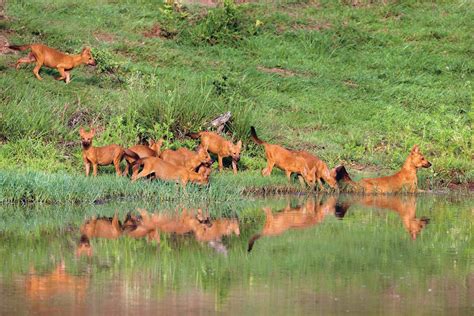 Disappearing Ghosts The Dhole Story Part 2 What Are They Up To Wcs India