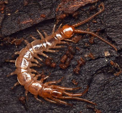 Stone Centipede Lithobius Melanops Bugguidenet