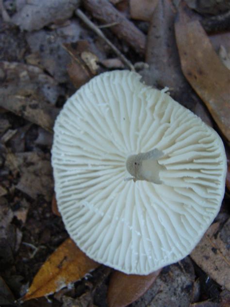 A Few Florida Mushrooms Mushroom Hunting And Identification