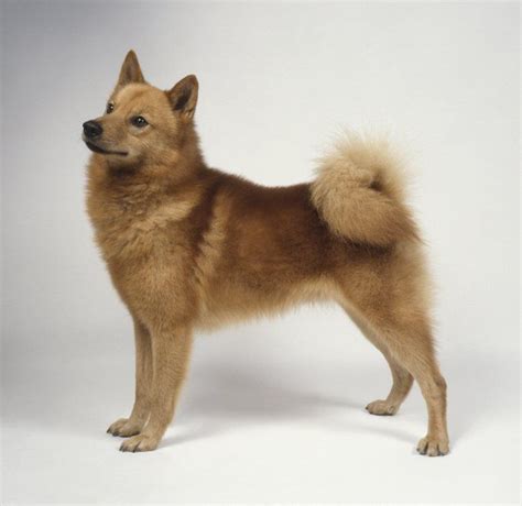 Finnish Spitz Dog Breed Information Pictures Characteristics And Facts