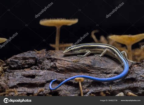 Emoia Caeruleocauda Blue Tailed Skink Commonly Known Pacific Bluetail