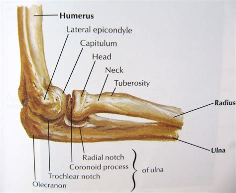Notes On Anatomy And Physiology The Elbow Forearm Complex Joints