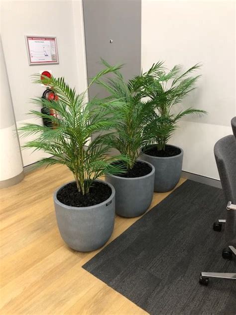 Artificial Plants For Office Plants