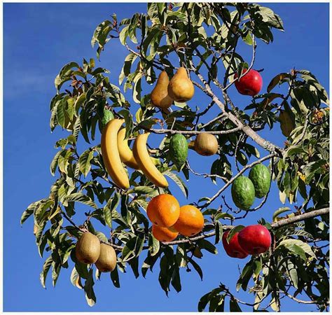 Amazing and Interesting Facts: Fruit Salad tree - A tree which can grow ...