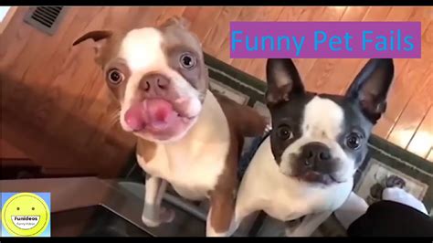 Try Not To Laugh Ultimate Funny Pet Compilation Funideos 3 Youtube