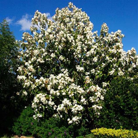 Magnolia Grandiflora Clarenbridge Garden Centre