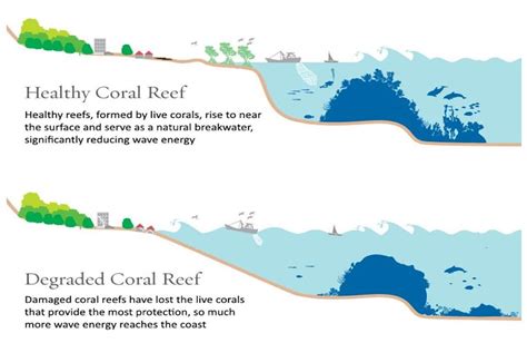 Coral Reefs Provide Flood Protection Worth 18 Billion Every Year It