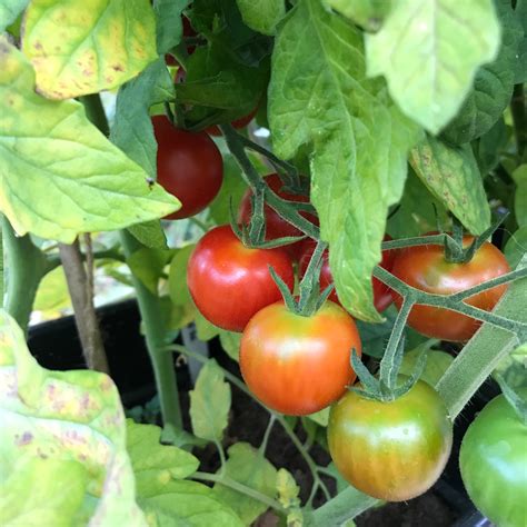 Solanum Lycopersicum Var Cerasiforme Sweetie Tomato Sweetie