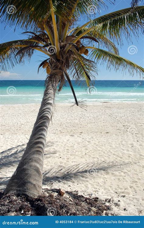 Coconut Tree On Beach Stock Photo Image Of Calm Leans 4053184