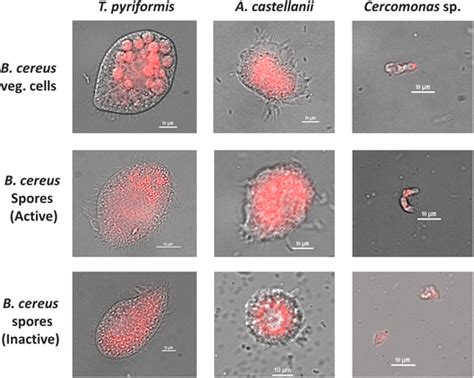 Protist Growth On Bacillus Cereus Vegetative Cells And Endospores