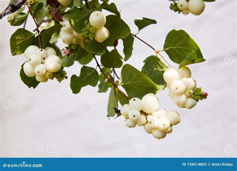 Symphoricarpos Shrub With Decorative White Berries Stock Photo Image