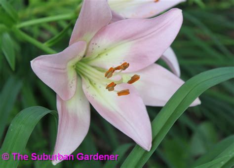 The Suburban Gardener Lilies Blooming On 062711