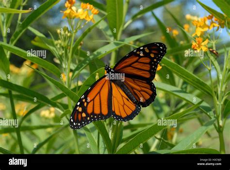 Male Monarch Butterfly With Wings Spread On Yellow Tropical Milkweed