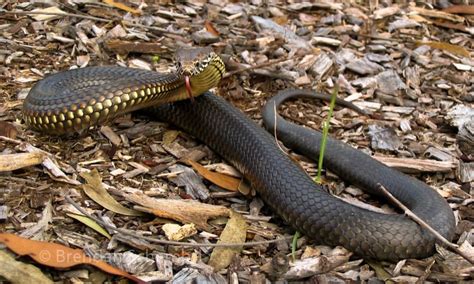 10 Of The Most Dangerous Animals In Australia Page 2 Of 5