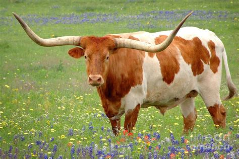 Texas Designated The Longhorn As The Official State Large Mammal In 1995 Texas Igssupplies
