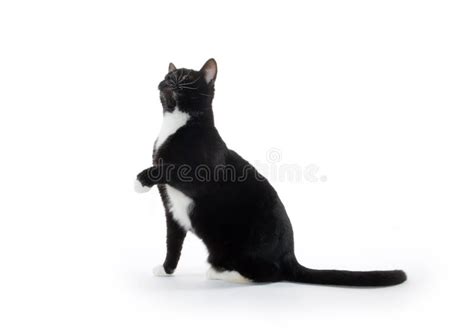 Cute Tuxedo Cat On White Stock Photo Image Of Background 96949120