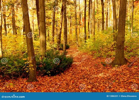 Fall Forest Landscape Stock Image Image 1386331