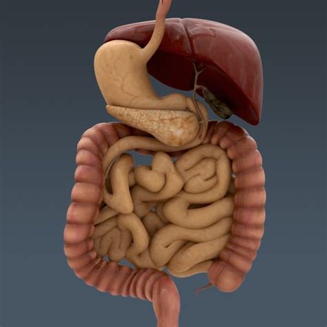 Female human anatomy vector diagram. Human Body Internal Organs - Anatomy 3D Model MAX OBJ 3DS ...