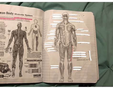 Front Muscular System Quiz