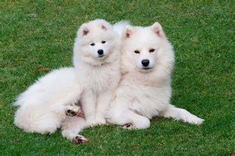 Samoyed Dog Dogs Canine Baby Puppy Wallpaper 2402x1602 766816