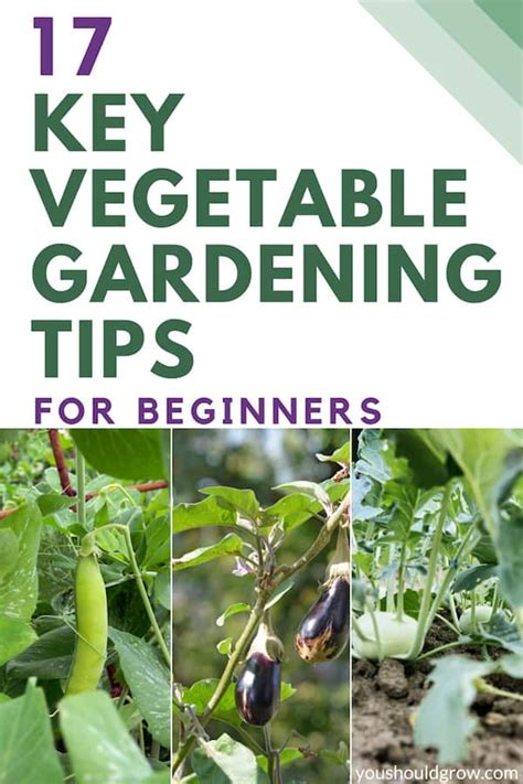 17 Key Vegetable Gardening Tips For Beginners You Should