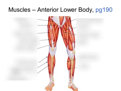anterior muscles of the body diagram