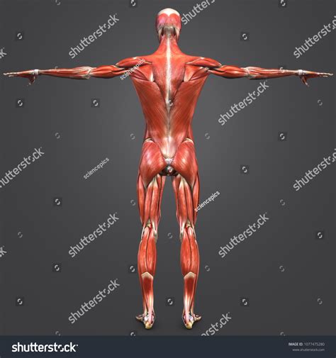 Ilustrasi Stok Human Muscular Anatomy Skeleton Arteries Anterior The