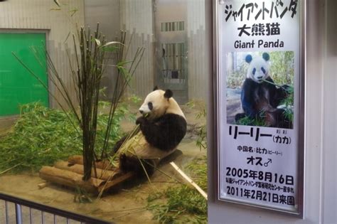 Giant Panda In Ueno Zoo Zoochat