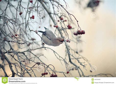 Small Bird In The Cold Winter Stock Photo Image Of